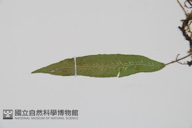 單葉雙蓋蕨藏品圖，第5張