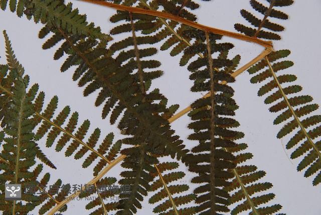 蹄蓋蕨藏品圖，第5張