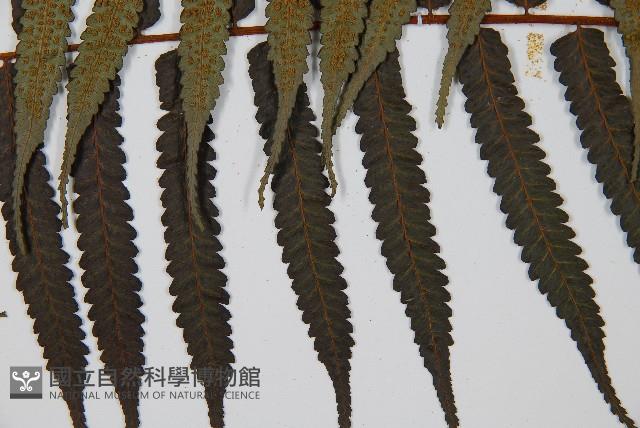 黑桫蕨藏品圖，第8張