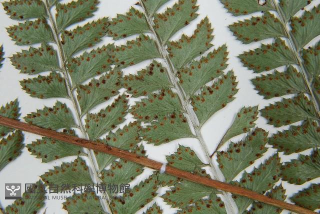 斜方複葉耳蕨藏品圖，第5張