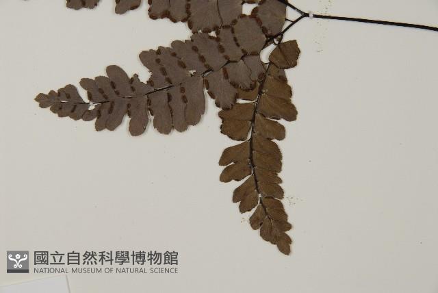 扇葉鐵線蕨藏品圖，第4張