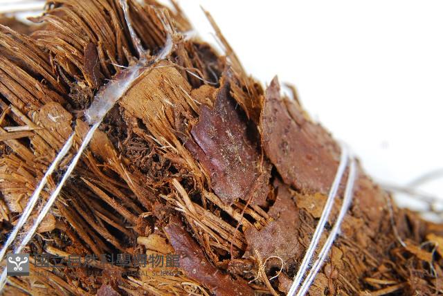 蘭嶼筆筒樹、蘭嶼桫欏藏品圖，第5張