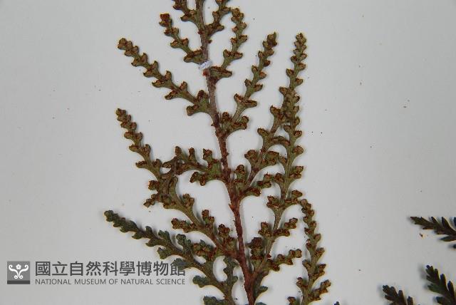 阿里山陰石蕨藏品圖，第5張