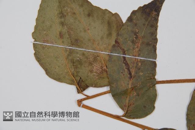 披針貫眾蕨藏品圖，第4張