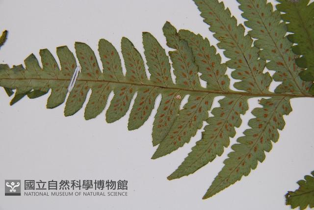 Accession Number:P006511 Collection Image, Figure 5, Total 5 Figures