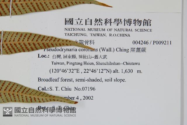 崖薑蕨藏品圖，第4張