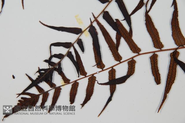 黑桫蕨藏品圖，第5張