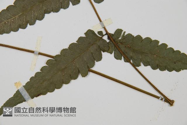 毛柄短腸蕨藏品圖，第5張