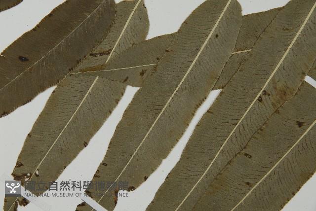 華鳳丫蕨藏品圖，第5張