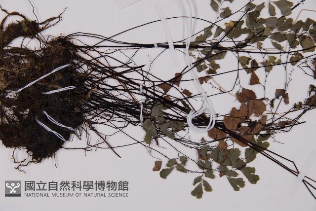 鐵線蕨藏品圖，第5張