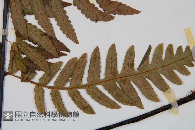 Accession Number:P000411 Collection Image, Figure 5, Total 5 Figures