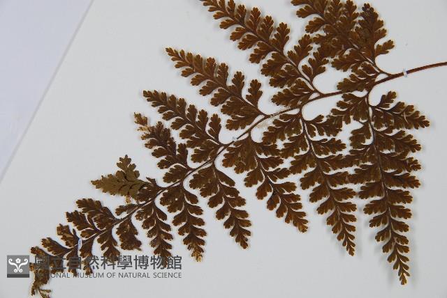 碗蕨藏品圖，第5張