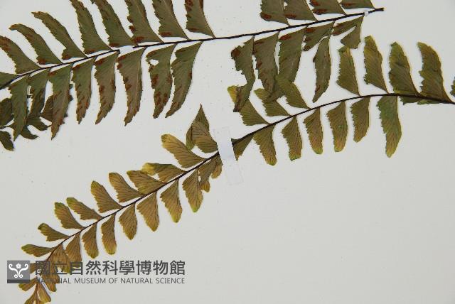 單邊鐵角蕨藏品圖，第5張