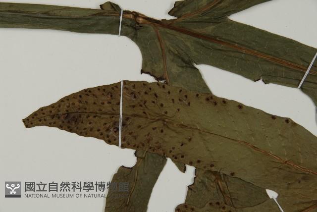 翅柄三叉蕨藏品圖，第4張