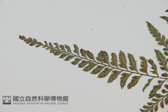 細葉複葉耳蕨藏品圖，第5張
