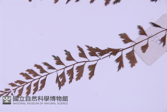 俄氏鐵角蕨藏品圖，第5張