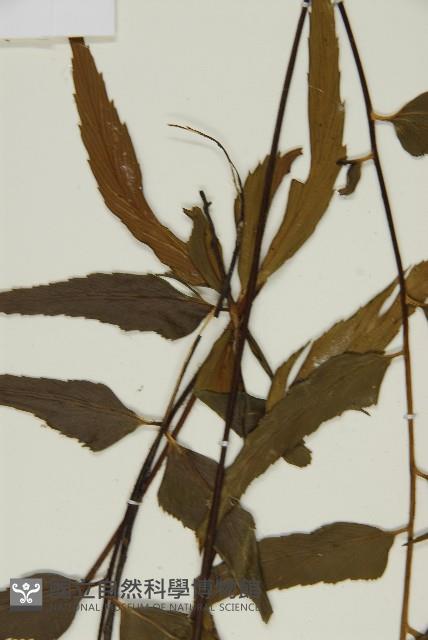 鐮葉鐵角蕨藏品圖，第5張