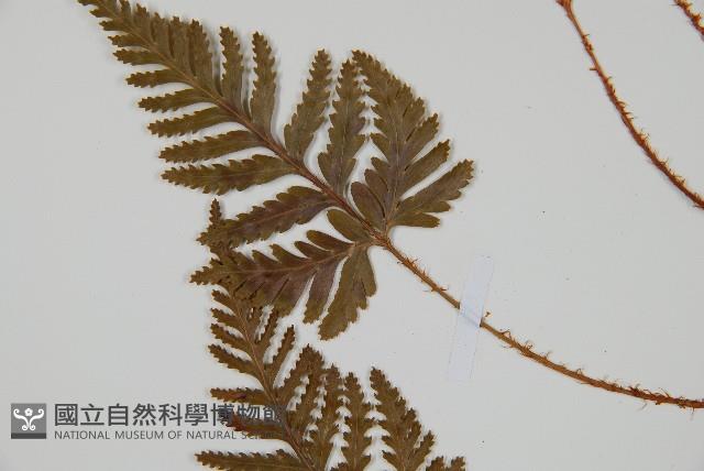 鱗葉陰石蕨藏品圖，第5張