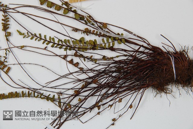 鐵角蕨藏品圖，第5張