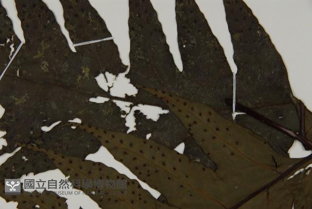 雲南三叉蕨藏品圖，第5張