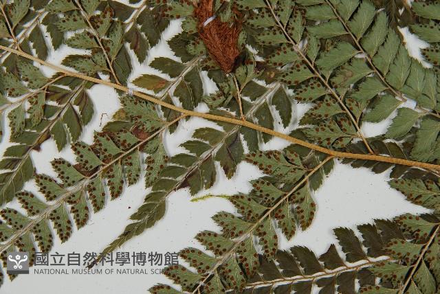 斜方複葉耳蕨藏品圖，第5張
