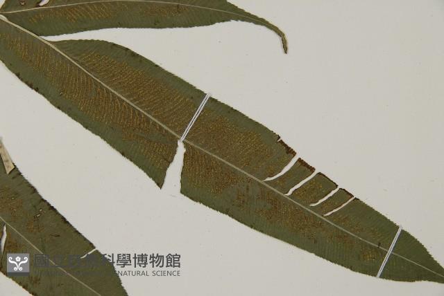 華鳳丫蕨藏品圖，第5張