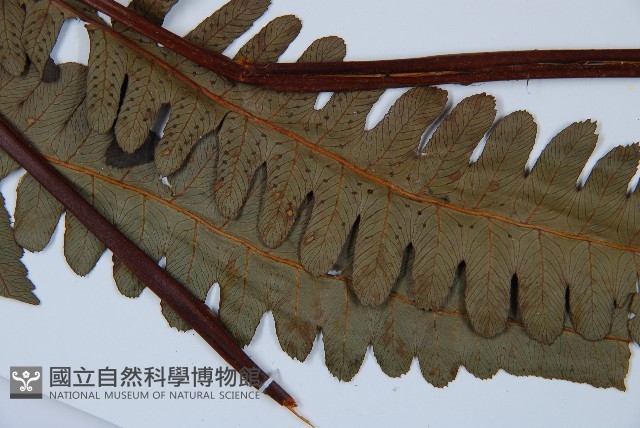 黑桫蕨藏品圖，第5張
