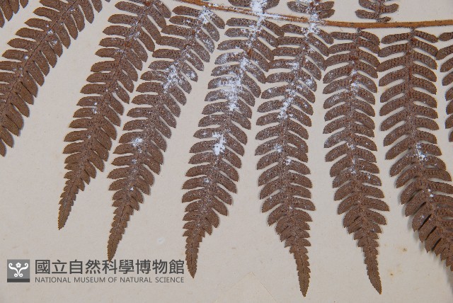 臺灣桫欏藏品圖，第5張