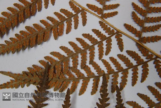 細葉姬蕨藏品圖，第5張