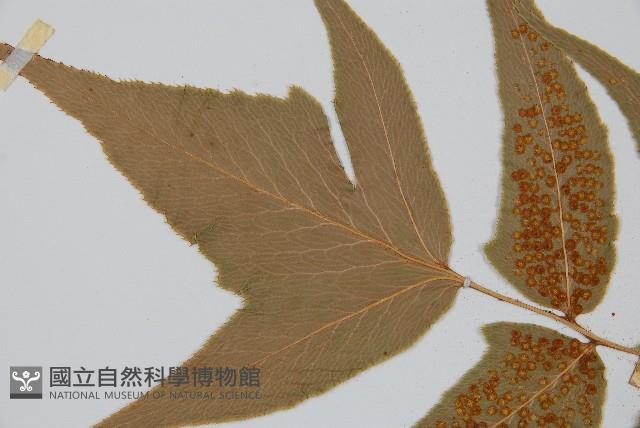 細齒貫眾蕨藏品圖，第5張