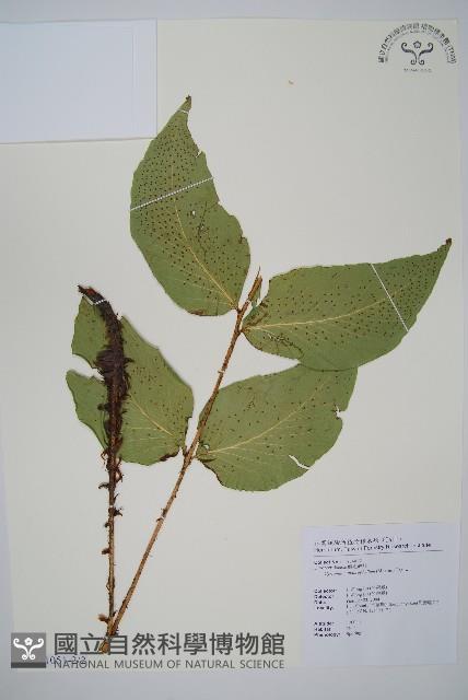 大葉貫眾蕨藏品圖，第4張