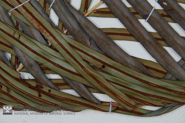 烏毛蕨藏品圖，第4張