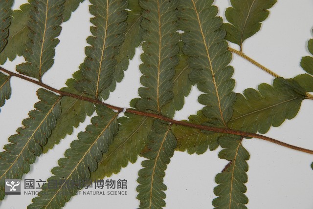 臺北鱗蓋蕨藏品圖，第5張