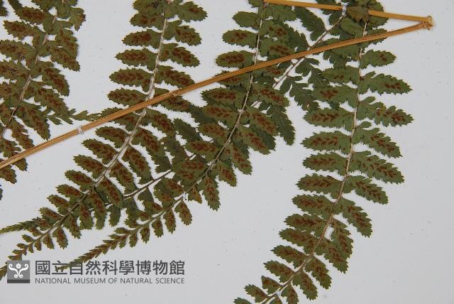 姬蹄蓋蕨藏品圖，第8張