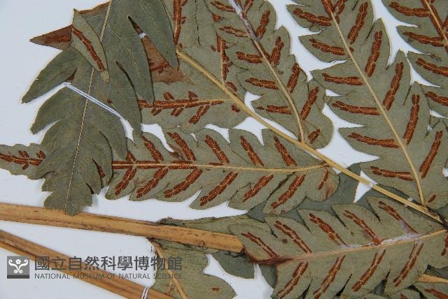 日本狗脊蕨藏品圖，第5張