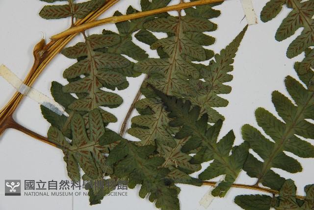 擬德氏雙蓋蕨藏品圖，第5張