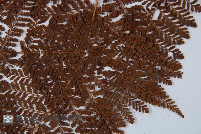 魚鱗蕨藏品圖，第5張