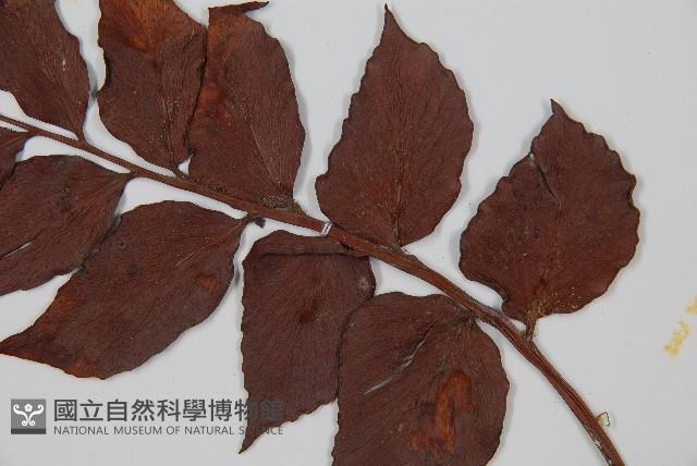 全緣貫眾蕨藏品圖，第4張