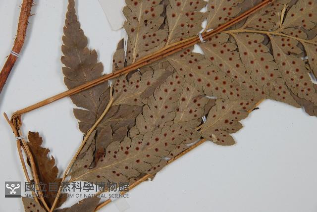 西南複葉耳蕨藏品圖，第4張