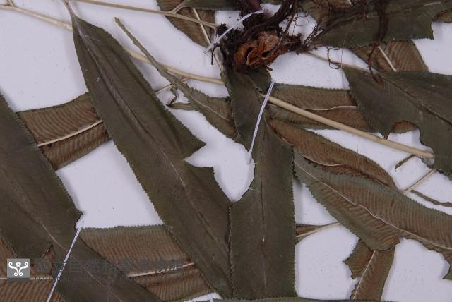 華鳳丫蕨藏品圖，第6張