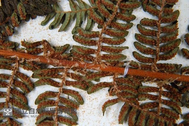 南洋桫欏藏品圖，第8張