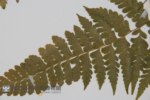 團羽鱗蓋蕨藏品圖，第5張