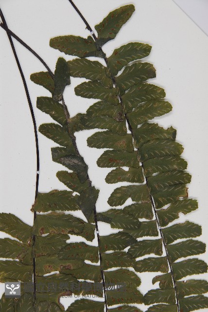 生芽鐵角蕨藏品圖，第5張