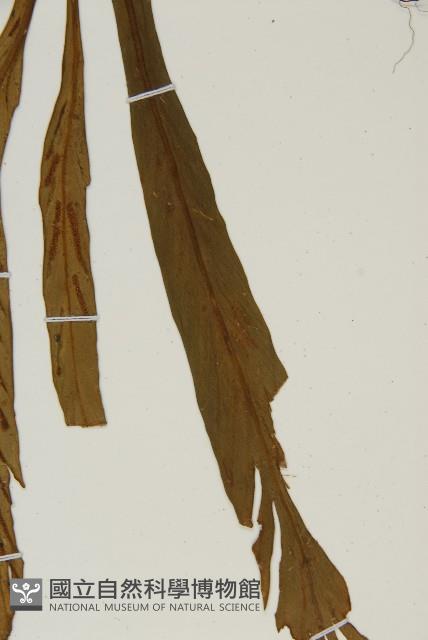 劍葉鐵角蕨、箭葉鐵角蕨藏品圖，第5張