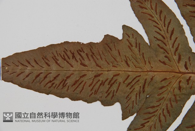 網脈雙蓋蕨藏品圖，第5張