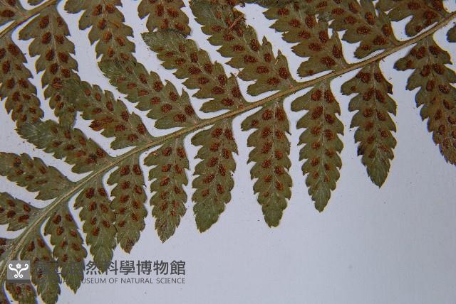 毛翼蹄蓋蕨藏品圖，第8張