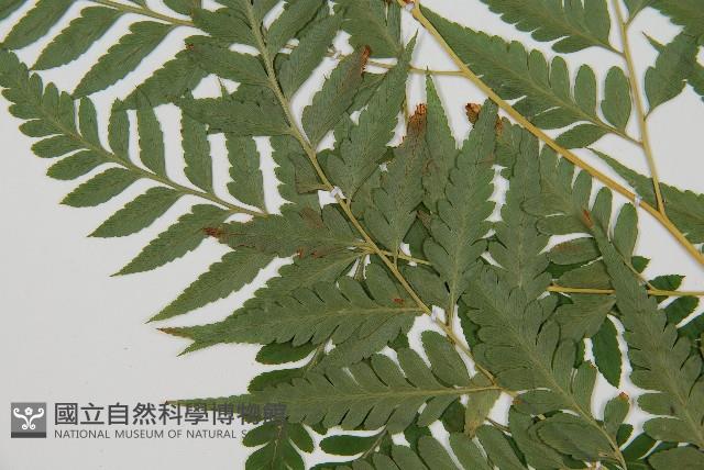 闊葉骨碎補藏品圖，第5張