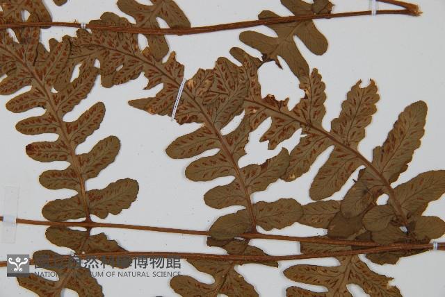 貞蕨藏品圖，第8張