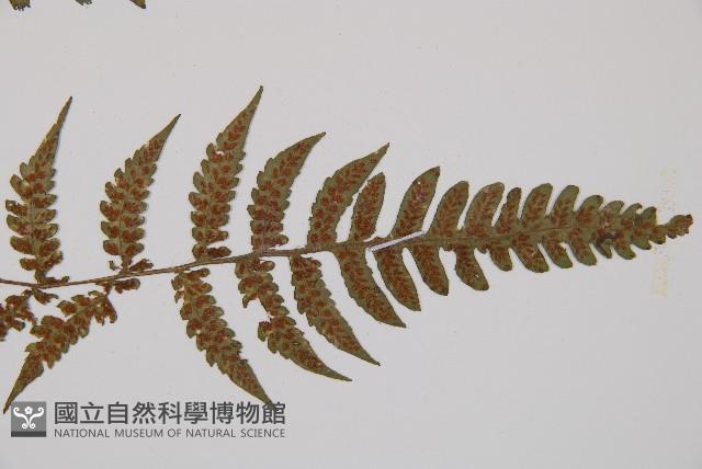 東洋蹄蓋蕨藏品圖，第5張