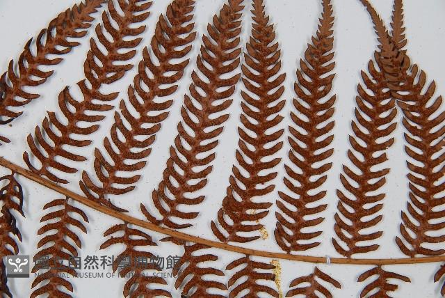 臺灣桫欏藏品圖，第5張